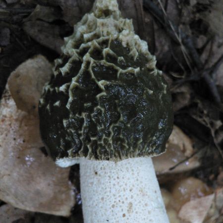 Phallus impudicus